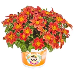 Goldmarie Taka Tuka Topf Durchmesser 12 cm ^ Plantiflor New