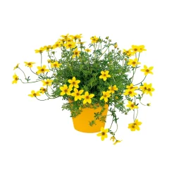 Goldmarie Topf Durchmesser 13 cm ^ Plantiflor Hot