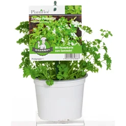 Gourmetkräuter Aroma-Petersilie Topf Durchmesser 12 cm ^ Plantiflor Discount
