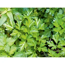 Gourmetkräuter Aroma-Petersilie Topf Durchmesser 12 cm ^ Plantiflor Discount
