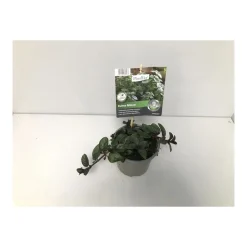 Gourmetkräuter Echte Minze Topf Durchmesser 12 cm ^ Plantiflor Discount