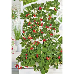 Gourmetkräuter Klettererdbeere Topf 12 cm ^ Plantiflor