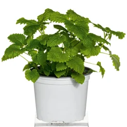 Gourmetkräuter Melisse im Topf Durchmesser 12 cm ^ Plantiflor Clearance