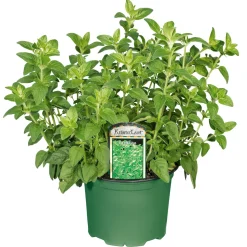 Gourmetkräuter Oregano Topf Durchmesser 12 cm ^ Plantiflor Outlet