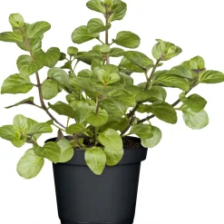 Gourmetkräuter Salatkräuter und Kräuterbutter Topf Durchmesser 13 cm ^ Plantiflor Outlet