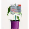 Gourmet Türkische Gewürzpaprika Sumher F1 rot T11 ^ Plantiflor Best