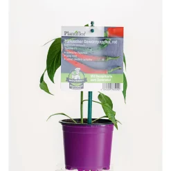 Gourmet Türkische Gewürzpaprika Sumher F1 rot T11 ^ Plantiflor Best