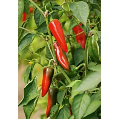 Gourmet Türkische Gewürzpaprika Sumher F1 rot T11 ^ Plantiflor Best