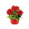 Großblumige Petunie verschiedene Farben Topf Durchmesser 10,5 cm ^ Plantiflor Clearance