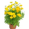 Großblumiges Mädchenauge P19 ^ Plantiflor Sale