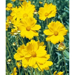 Großblumiges Mädchenauge P19 ^ Plantiflor Sale