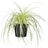 Gräser Sortiment T19 ^ Plantiflor Outlet
