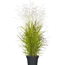 Gräser Sortiment T19 ^ Plantiflor Outlet
