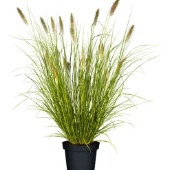 Gräser Sortiment T19 ^ Plantiflor Outlet