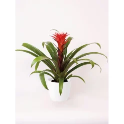 Guzmania El Cope 30-40 cm T12 ^ Plantiflor Clearance