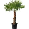Hanfpalme Trachycarpus fortunei im Topf Durchmesser 30 cm ^ Plantiflor New