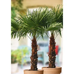 Hanfpalme Trachycarpus fortunei im Topf Durchmesser 30 cm ^ Plantiflor New