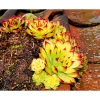 Hauswurz Topf-Ø 10,5 cm ^ Plantiflor Sale