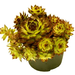Hauswurz Topf-Ø 10,5 cm ^ Plantiflor Sale