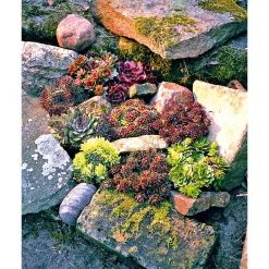 Hauswurz Topf-Ø 10,5 cm ^ Plantiflor Sale
