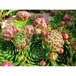 Hauswurz Topf-Ø 10,5 cm ^ Plantiflor Sale