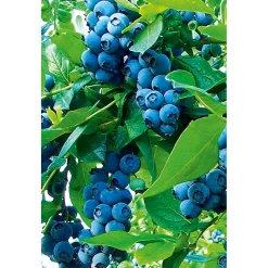Heidelbeere Goldtraube Topf- Durchmesser 19 cm ^ Plantiflor Online