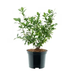 Heidelbeere Goldtraube Topf- Durchmesser 19 cm ^ Plantiflor Online