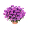 Herbst-Aster Topf Durchmesser 11 cm ^ Plantiflor Hot