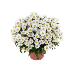 Herbst-Aster Topf Durchmesser 11 cm ^ Plantiflor Hot