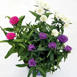 Herbstaster Trio Topf Durchmesser 13 cm ^ Plantiflor Discount