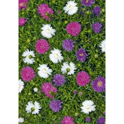 Herbstaster Trio Topf Durchmesser 13 cm ^ Plantiflor Discount