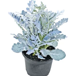 Herbstpflanzen Silberner Herbst 6er-Pack ^ Plantiflor Outlet