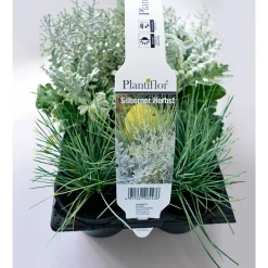Herbstpflanzen Silberner Herbst 6er-Pack ^ Plantiflor Outlet