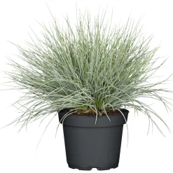Herbstpflanzen Silberner Herbst 6er-Pack ^ Plantiflor Outlet