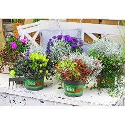 Herbstpflanzen-Trio TrioLino Topf Durchmesser 13 cm ^ Plantiflor Sale