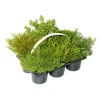 Herbsttray 6er-Pack Topf Durchmesser 9 cm ^ Plantiflor Best