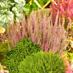 Herbsttray 6er-Pack Topf Durchmesser 9 cm ^ Plantiflor Best