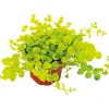 Herbstzauber verschiedene Sorten Topf Durchmesser 11 cm ^ Plantiflor Discount