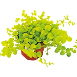 Herbstzauber verschiedene Sorten Topf Durchmesser 11 cm ^ Plantiflor Discount