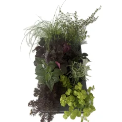 Herbstzauber verschiedene Sorten Topf Durchmesser 11 cm ^ Plantiflor Discount