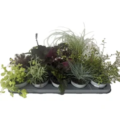 Herbstzauber verschiedene Sorten Topf Durchmesser 11 cm ^ Plantiflor Discount