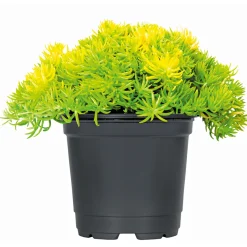 Herbstzauber verschiedene Sorten Topf Durchmesser 11 cm ^ Plantiflor Discount