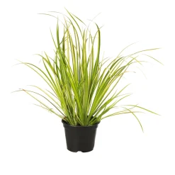Herbstzauber verschiedene Sorten Topf Durchmesser 11 cm ^ Plantiflor Discount