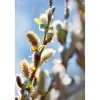 Hängekätzchenweide Topf Durchmesser 17 cm ^ Plantiflor Hot
