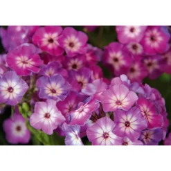 Hohe Flammenblume Topf- Durchmesser 19 cm ^ Plantiflor Online