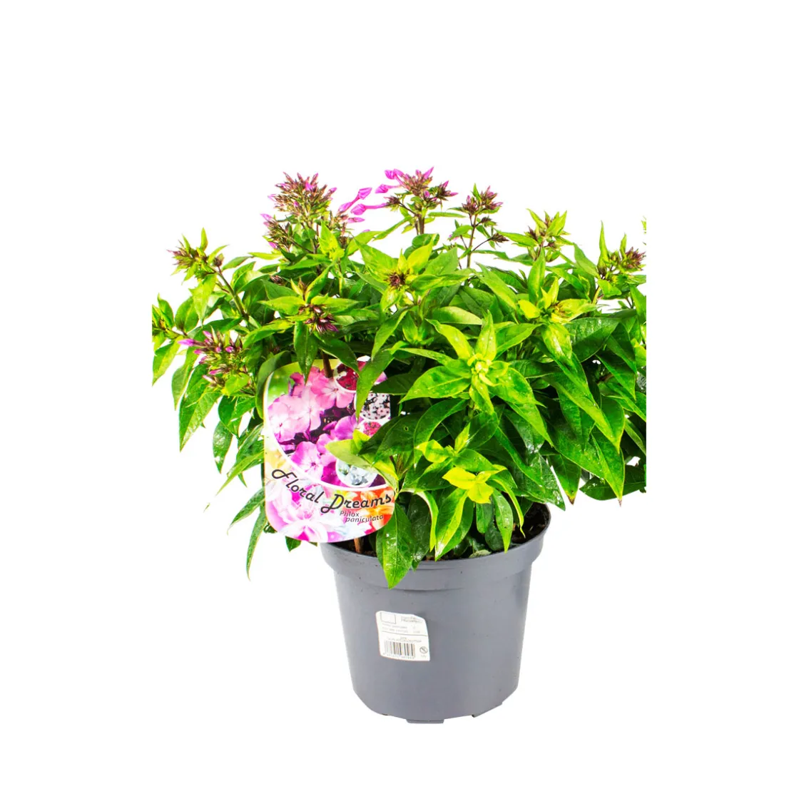 Hohe Flammenblume Topf- Durchmesser 19 cm ^ Plantiflor Online