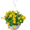 Hornveilchen Ampel Durchmesser 25 cm ^ Plantiflor