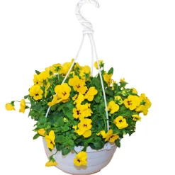 Hornveilchen Ampel Durchmesser 25 cm ^ Plantiflor