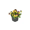 Hornveilchen Topf Durchmesser 9 cm ^ Plantiflor Sale