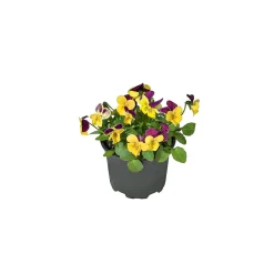 Hornveilchen Topf Durchmesser 9 cm ^ Plantiflor Sale